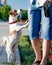 A small curious dog jack russell terrier looks or asks for something owner or person, standing on its hind legs outside