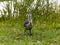 A small curious Fulica atra chick examines the area