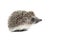 Small curious hedgehog