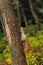 Small curious squirrel on a tree trunk