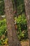 Small curious squirrel on a tree trunk