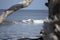 Small curling wave cresting in the distance framed by a piece of driftwood limb in the ocean in Jekyll Island, GA