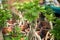 Small Cussonia Bonsai potted in greenhouse