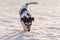 Small cute 9 years old frozen Jack Russell Terrier dog is going over a snowy meadow in winter