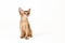 Small cute abyssinian cat being adorable, isolated on white background. Beautiful purebred short haired kitty. Close up, copy