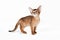 Small cute abyssinian cat being adorable, isolated on white background. Beautiful purebred short haired kitty. Close up, copy