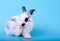 Small cute adorable and fluffy bunny rabbit with black and white pattern clean its foot and stay on blue background