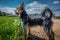 Small cute adorable Yorkshire Terrier Yorkie looking away on a leash on farming field countryside road