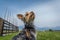 Small cute adorable Yorkshire Terrier Yorkie looking up on farming field