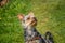 Small cute adorable Yorkshire Terrier Yorkie looking up on green grass
