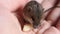 Small cute animal forest birch mouse eating cheese on a human palm