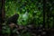 Small cute baby macaque sitting on ground in rainforest. Close up portrait. Endemic black crested macaque or the black ape. Unique