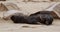 Small cute baby seal is lying on a beach near the rocks and scratches its belly