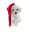 Small cute Bichon Frise puppy