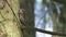 A small and cute bird the little owl Athene noctua perching on a branch of a coniferous tree. There is a forest in the