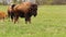 Small cute bison calf running on meadow pasture. Playing cow on grass