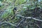 Small cute Black Robin in the forest, South Island, New Zealand