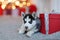 A small cute black and white Husky puppy lies at the red gift, b