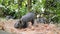 Small Cute Black Wild Boar Piglets Digging Ground Sand In Thai Rainforest Jungle. Thailand. 4K.