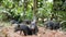 Small Cute Black Wild Boar Piglets Digging Ground In Thai Rainforest Jungle. Thailand. 4K.