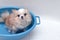Small cute brown chihuahua dog waiting for owner in the tub after taking a bath in bathtub