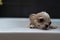 Small cute brown chihuahua dog waiting for owner in the tub after taking a bath in bathtub