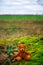 Small cute brown teddybear sitting on moss outdoors