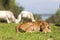 Small cute calf sleeping on the green meadow. Newborn baby cow.