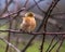 Small cute chaffinch on the branch in winter