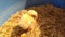 Small cute chick in sunlight, mp4 video, yelow