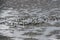 Small cute crabs running on the sand sea beach