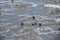 Small cute crabs running on the sand sea beach