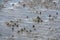 Small cute crabs running on the sand sea beach