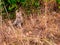 A small cute cream-colored kitten sits in a high dry grass near the bushes