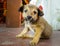 Small cute dog puppy looking into the camera sitting in India