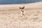 Small cute dog running on dry sandy ground and have fun. Jack Russell Terriers 12 years young