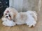 Small cute dog white Lhasa