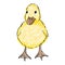 Small cute duckling. Hand drawn realistic illustration. Cute new born baby bird duck. Fluffy yellow duckling on white