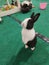 Small cute dutch rabbit