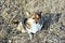 Small cute fluffy dog with white, brown and black patches sitting on glade with rotten grass