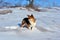 Small cute fluffy dog with white, brown and black patches standing on snow and looking, winter sunny day in park, bushes
