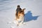 Small cute fluffy dog with white, brown and black patches standing on snow and looking on yellow grass twig, licks her tongue