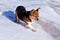 Small cute fluffy dog with white, brown and black patches standing on snow, winter sunny day