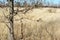 Small cute fluffy dog with white, brown and black patches walking on glade with high dry rotten grass