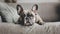 A small, cute French Bulldog resting on the sofa, a family pet, subdued colors