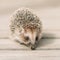 Small Cute Funny Lovely Hedgehog