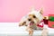 Small cute funny Yorkshire Terrier puppy dog in a Christmas in w