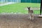 Small cute goatling looks to his enclosure in the zoo