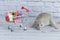 A small cute grey rat next to the grocery cart is packed with multicolored Teddy bears. Shopping in the market. Buying gifts for