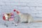 A small cute grey rat next to the grocery cart is packed with multicolored Teddy bears. Shopping in the market. Buying gifts for